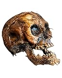 Horror-Shop Vermoderter Totenschädel mit beweglichem Kiefer 22 cm