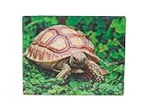 3D Magnet Landschildkröte