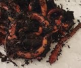 Axolotl Lebendfutter Futter-9,99€/ Paket: 1x Dose mit 15Stück Dendrobena Rotwurm, 3x45 ml Rote Mückenlarven, 2X 90ml Artemia