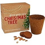 Weihnachtsbaum Anzuchtset als Adventskalender Füllung - Mini Geschenk als Idee für den Adventskalender für Frauen und Männer - Nordmann-Tanne zum selber Pflanzen