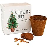 Weihnachtsbaum Anzuchtset als Adventskalender Füllung - Mini Geschenk als Idee für den Adventskalender für Frauen und Männer - Nordmann-Tanne zum selber Pflanzen