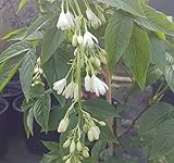 Rispen-Pimpernuss, Staphylea pinnata, 60-80cm, im 3,5 Liter Topf