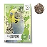 Vogelmiere Samen (Stellaria media) - Wertvolle Heilpflanze und beliebte Futterpflanze für Wellensittiche und viele andere Vögel (Vogelmiere)