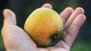 Um eine Mango zu züchten, solltest du eine reife Mango auswählen.